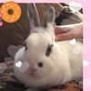 bunny259